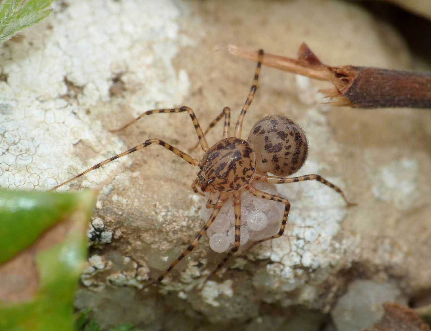 Scytodes thoracica con uova -  Tolfa (RM)